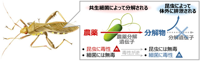 昆虫と共生細菌との農薬解毒に関わる関係のイメージ図