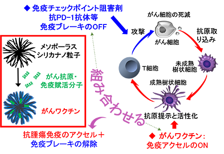 がんワクチンとチェックポイント阻害剤の相乗効果のイメージ