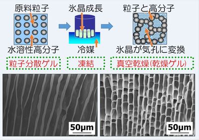 ゲル化凍結法概略図と組織写真
