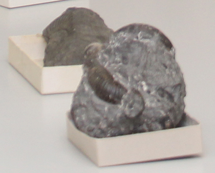サイエンストーク「化石を知ろう」のイメージ画像