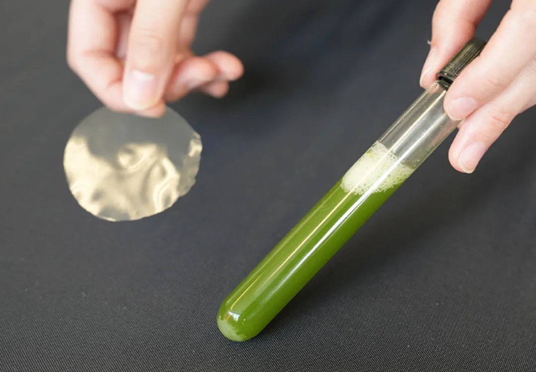 「プラだ!粘着剤だ!いや…ミドリムシだ!?無限の可能性を秘めたスーパー生物の魅力に迫る」ブースのイメージ画像