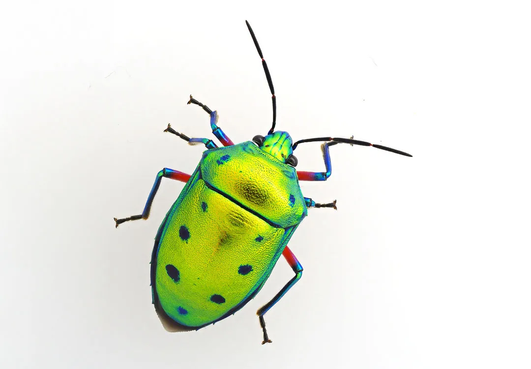 昆虫と菌の共生を研究するラボを一棟丸ごと見学できちゃうツアーのイメージ画像