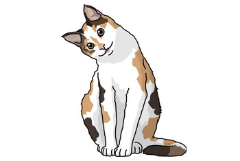 三毛猫のイメージ図