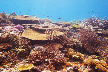 サンゴ礁の写真
