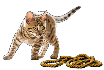 ロープを見る猫のイメージ図
