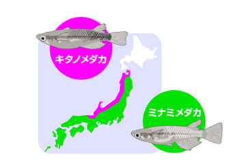 めだかのぶんぷイメージ図