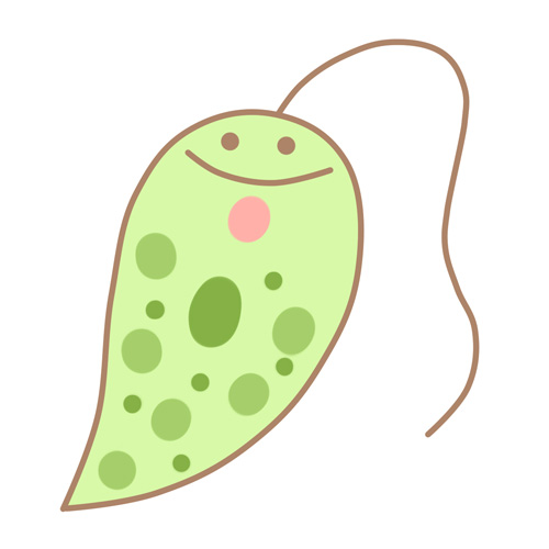 ミドリムシのイラスト