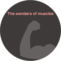 Wonder of muscle