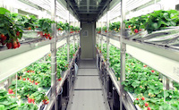 産総研北海道センターの完全密閉型植物工場で行われるイチゴ栽培風景のイメージ画像
