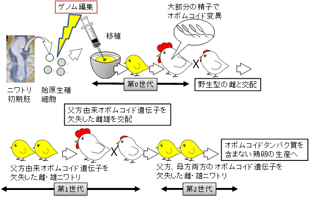 オボムコイド遺伝子を欠失したゲノム編集ニワトリの作製法の図